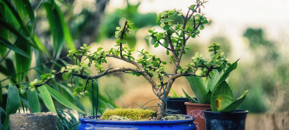 picure of a small bonsai tree with a well definted shape and budding green leaves, surrounded by other small green plants all in separate pots.